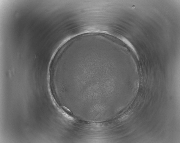 X0000075821096200609291404