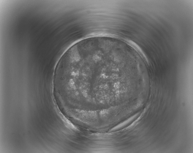 X0000075821244200609291403