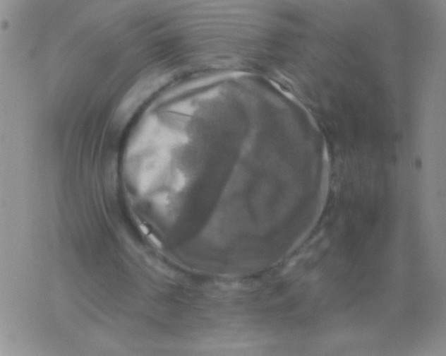 X0000075820194200610061805