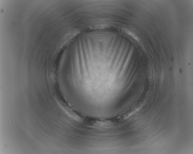 X0000075820455200610061801