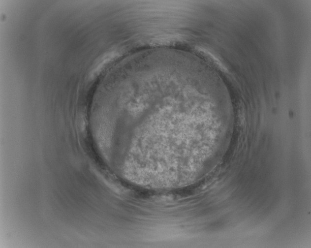 X0000075820687200610061757