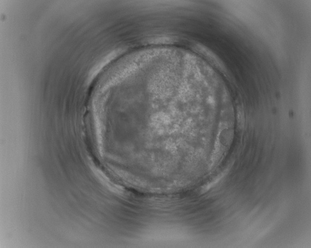 X0000075820725200610061756