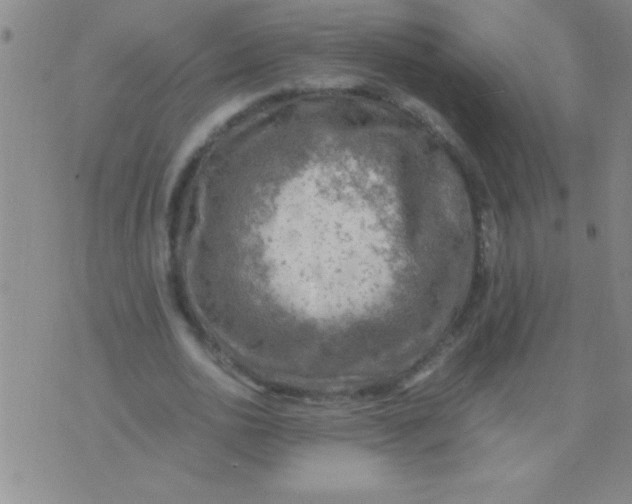 X0000075820726200610061756