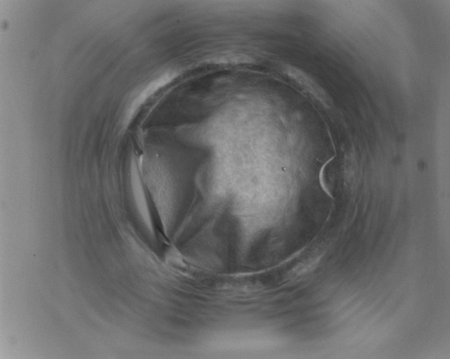 X0000075820727200610061756