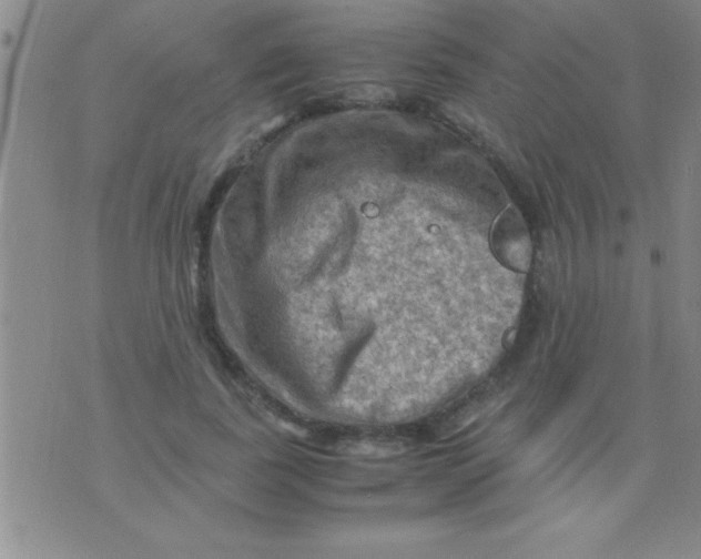 X0000075820739200610061756