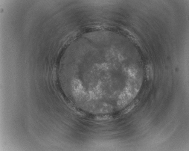 X0000075820757200610061756