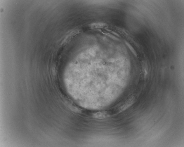 X0000075820761200610061756