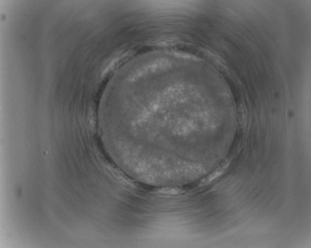 X0000075820762200610061756