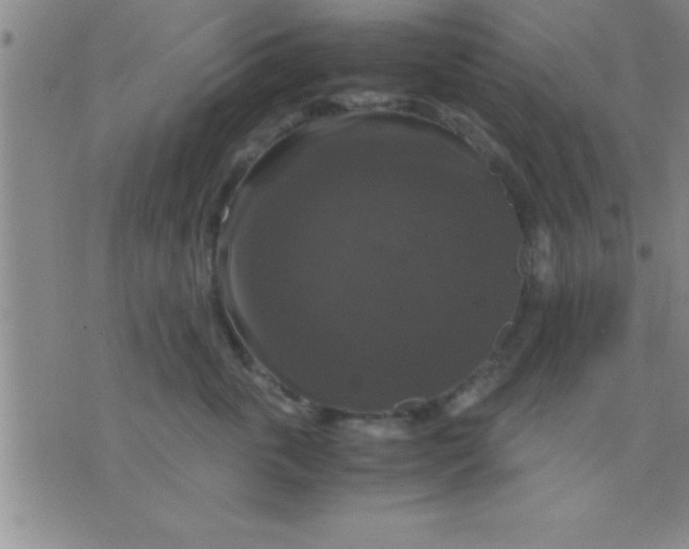 X0000075820763200610061756