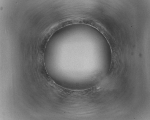 X0000075820773200610061756