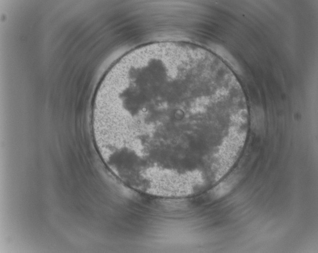 X0000075820856200610061755