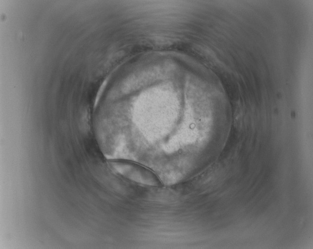 X0000075820866200610061754