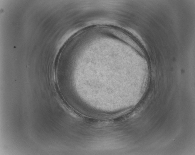 X0000075820887200610061754