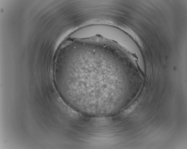 X0000075820896200610061754