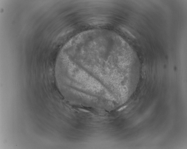 X0000075820917200610061753