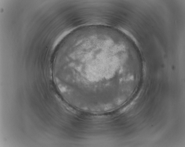 X0000075820925200610061753