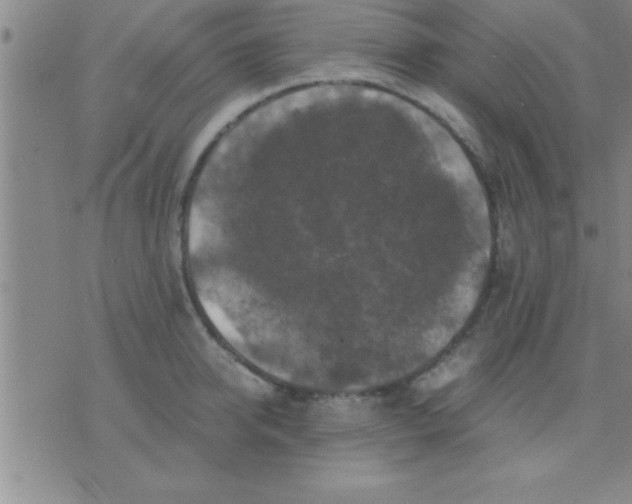 X0000075820950200610061753