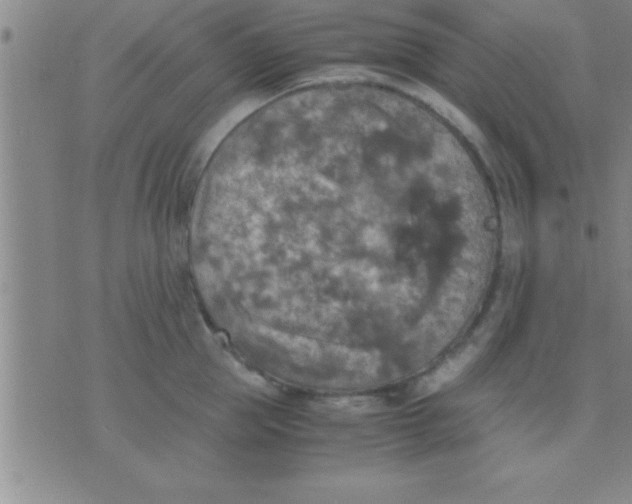 X0000075820953200610061753