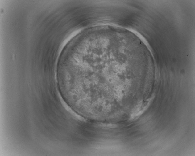 X0000075820957200610061753