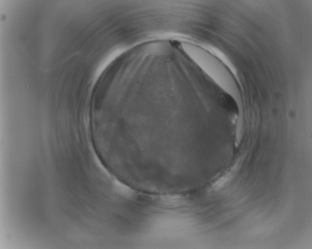 X0000075821007200610061752