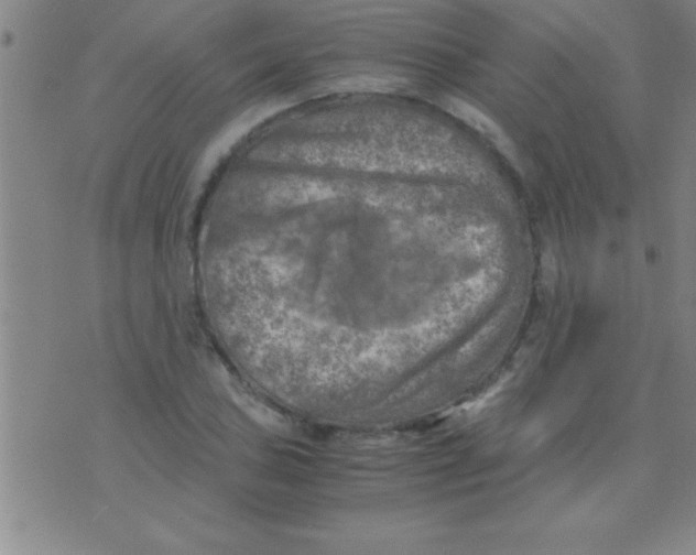 X0000075821027200610061751