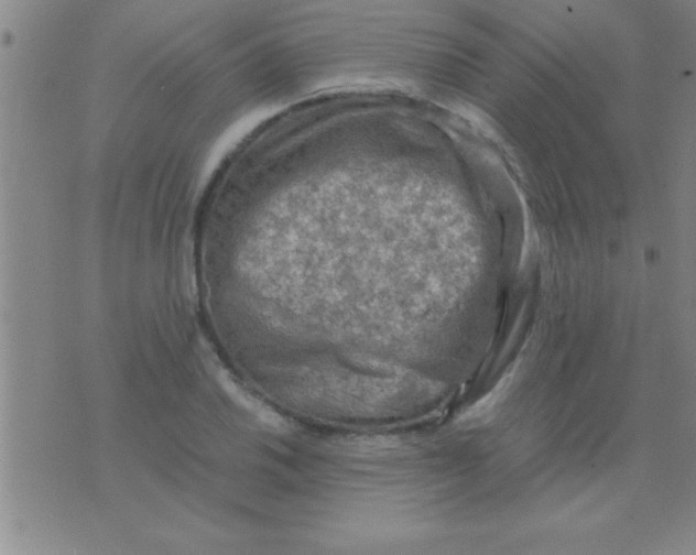 X0000075821030200610061751