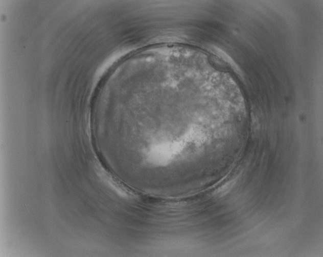 X0000075821035200610061752