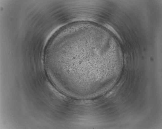 X0000075821068200610061751