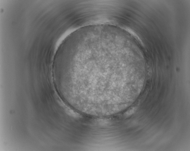 X0000075821086200610061751