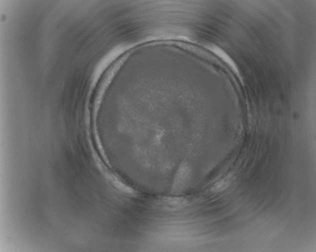 X0000075821096200610061751