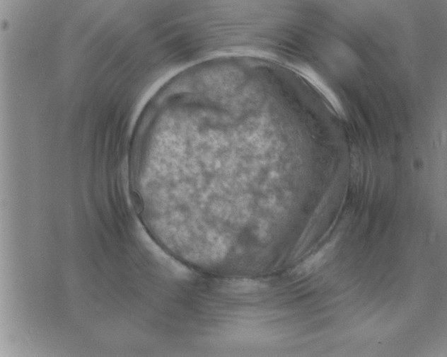 X0000075821100200610061750