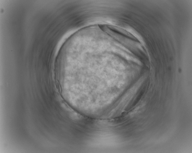 X0000075821104200610061750