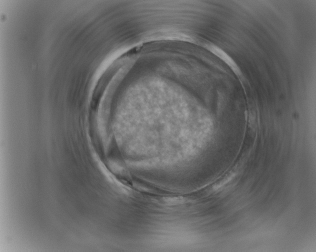 X0000075821144200610061750