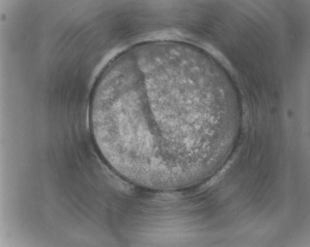 X0000075821224200610061748