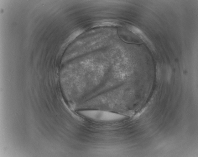 X0000075821233200610061749