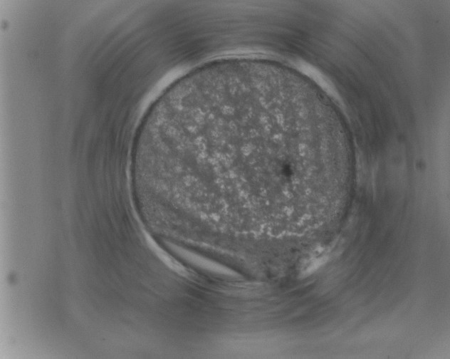 X0000075821237200610061749