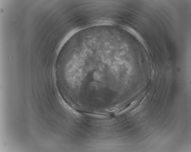 X0000075821243200610061749