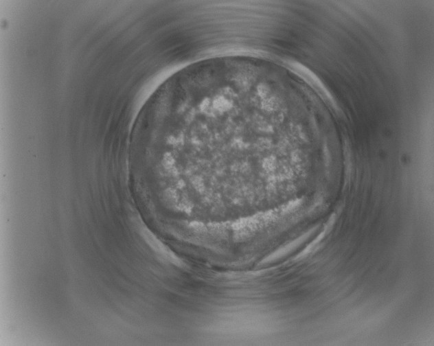 X0000075821244200610061749