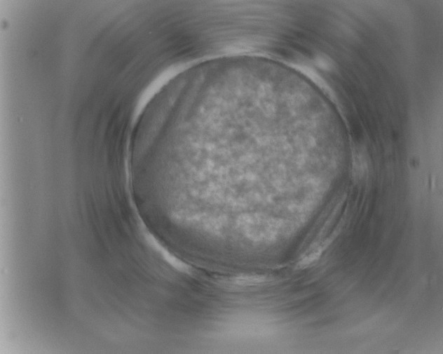 X0000075821294200610061747