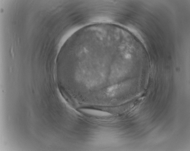 X0000075821295200610061747