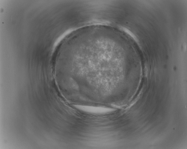 X0000075821310200610061747