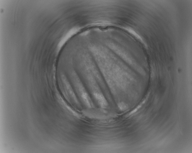 X0000075821325200610061747