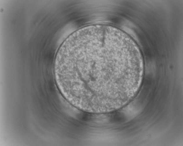 X0000075821338200610061747