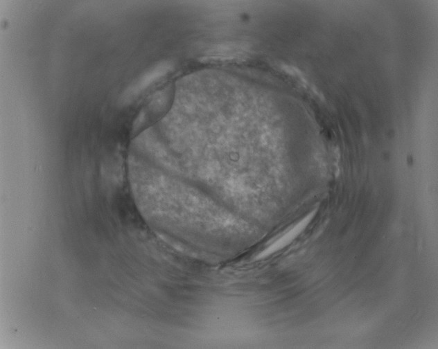 X0000075821350200610061746