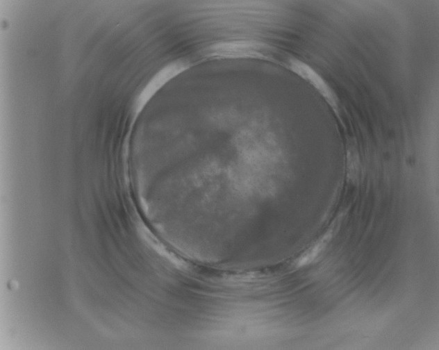 X0000075821386200610061746