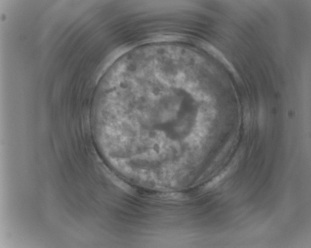 X0000075821417200610061745