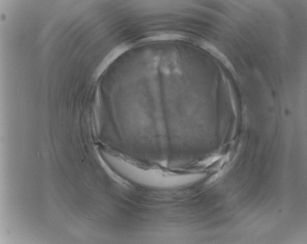 X0000075821425200610061745