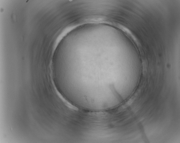 X0000075821432200610061745