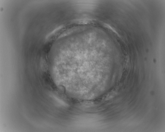 X0000075821446200610061745