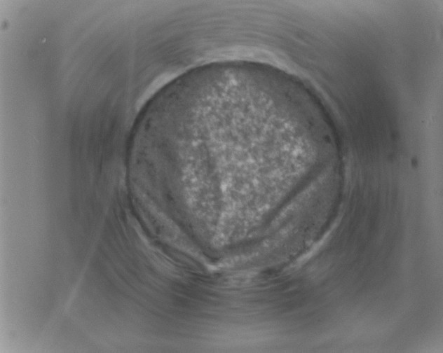 X0000075821505200610061744